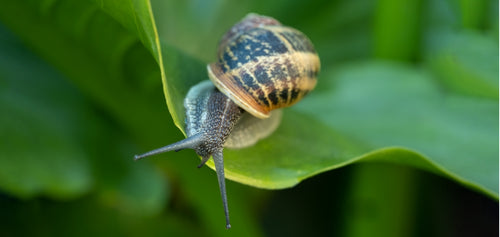 OPÉRATION SAUVER LES ESCARGOTS